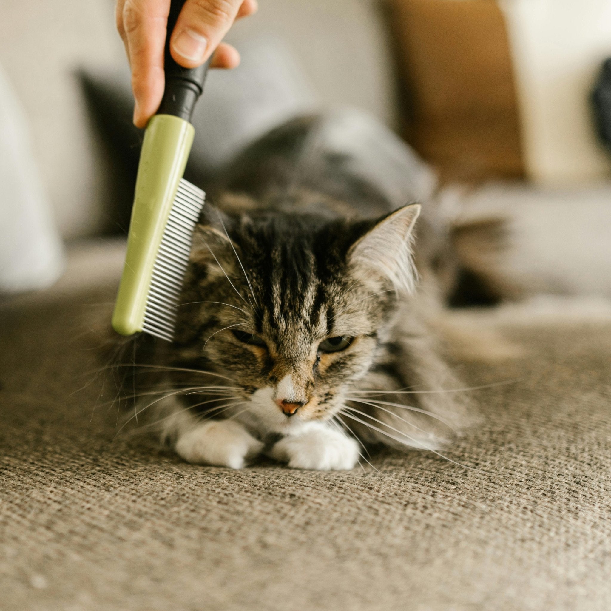 Katzenpflege - FlowDo-Animals