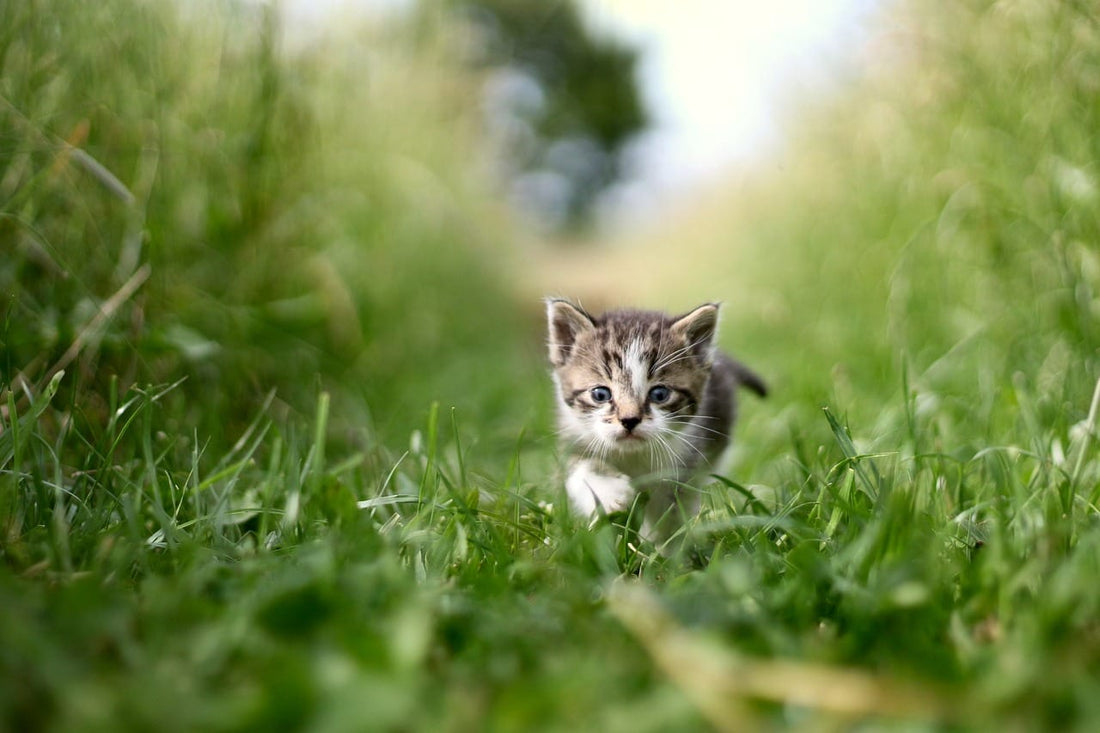Einführung in die Welt der Katzen - FlowDo-Animals