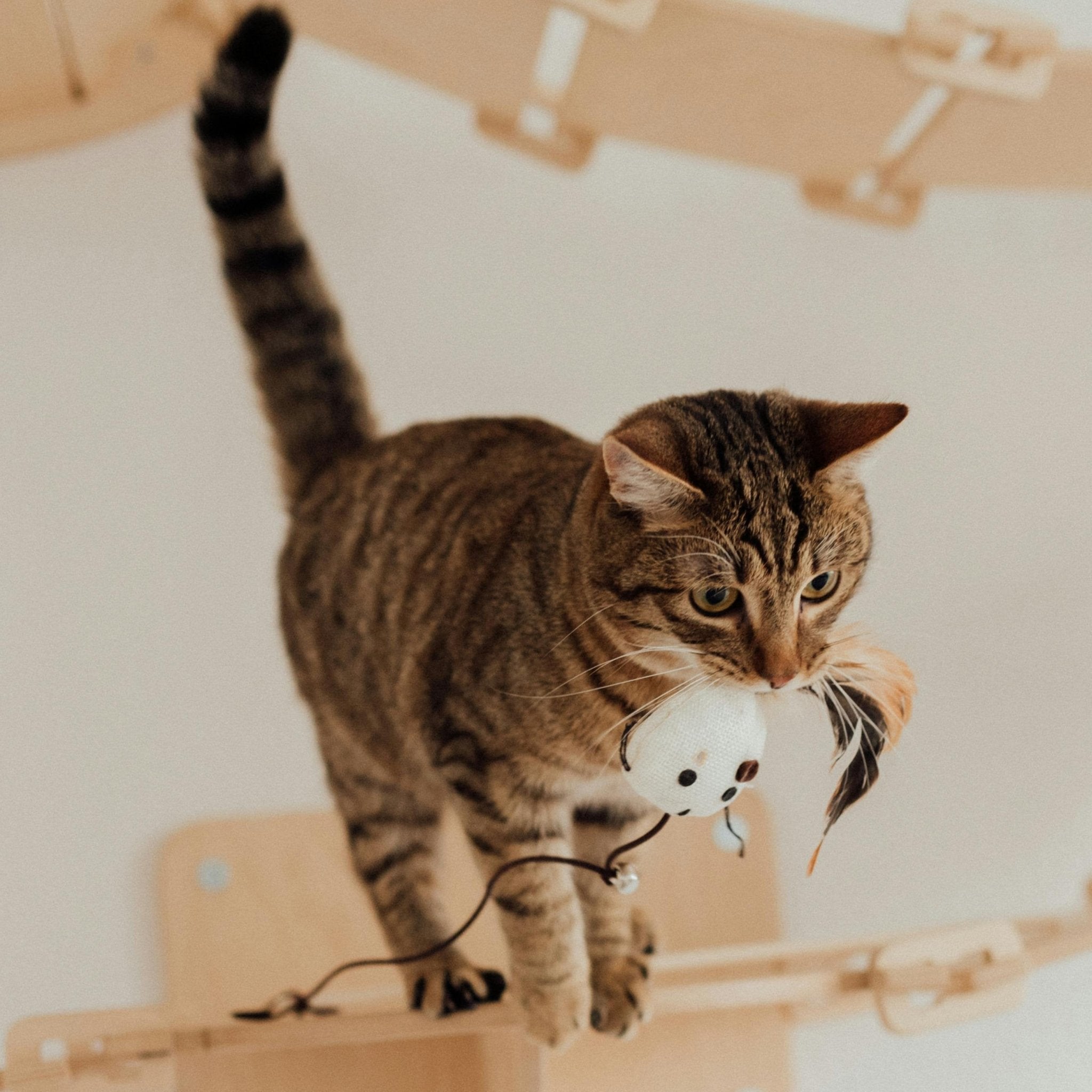 Katzenspielzeug - FlowDo-Animals