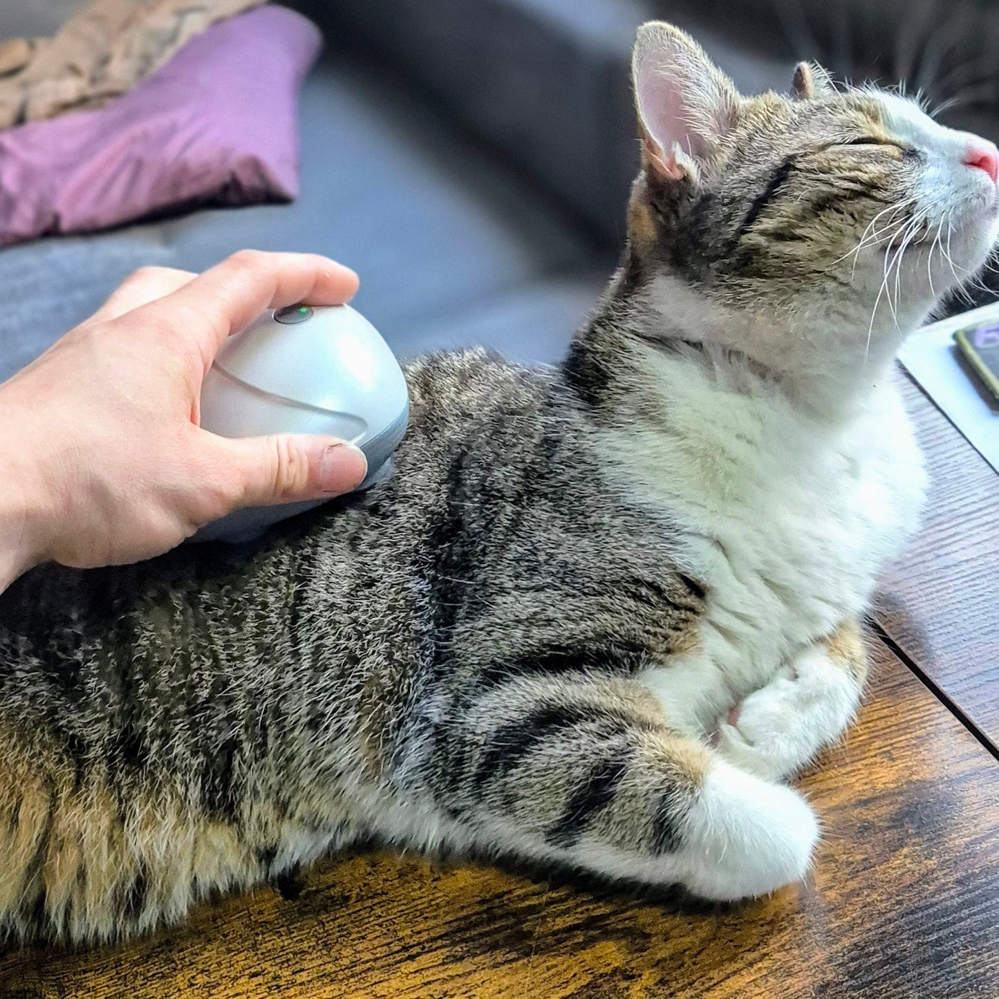 Katzenmassagegerät WhiskerWave - FlowDo - Animals