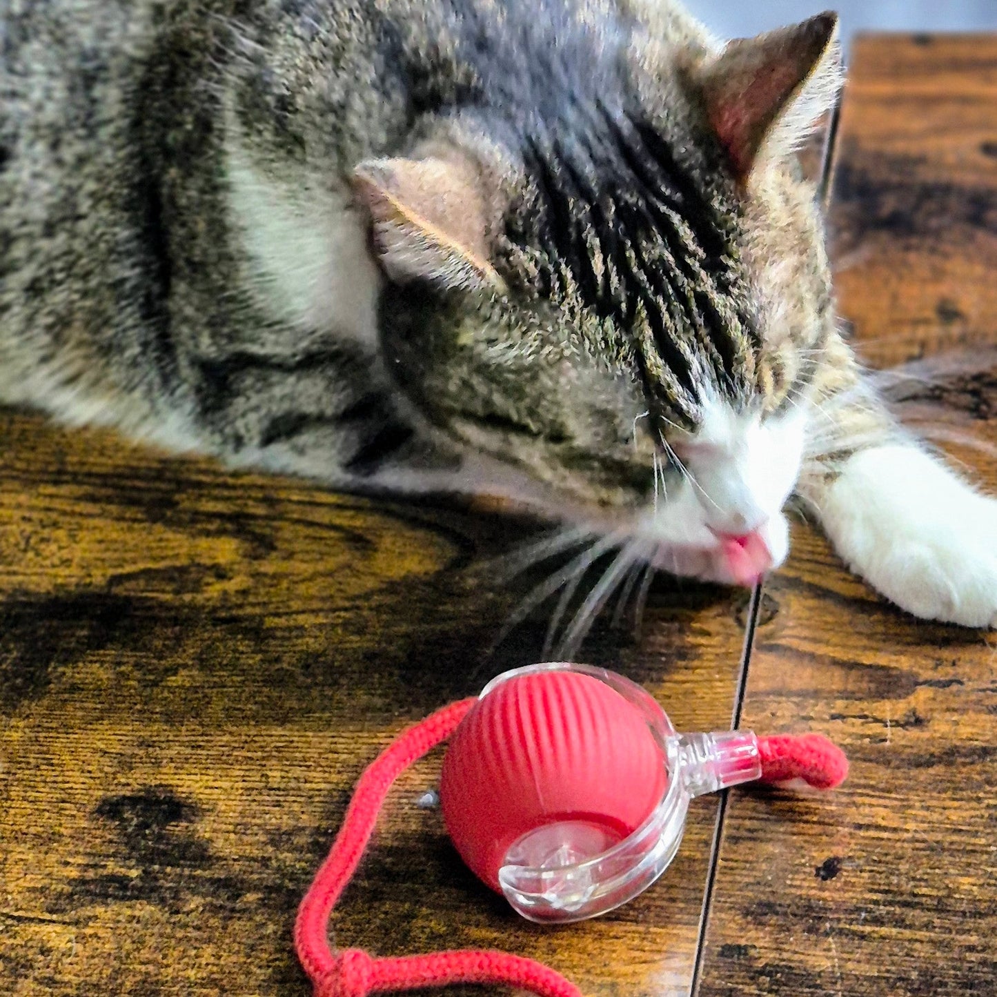 Smart Rolling Ball - FlowDo - AnimalsKatzenspielzeug